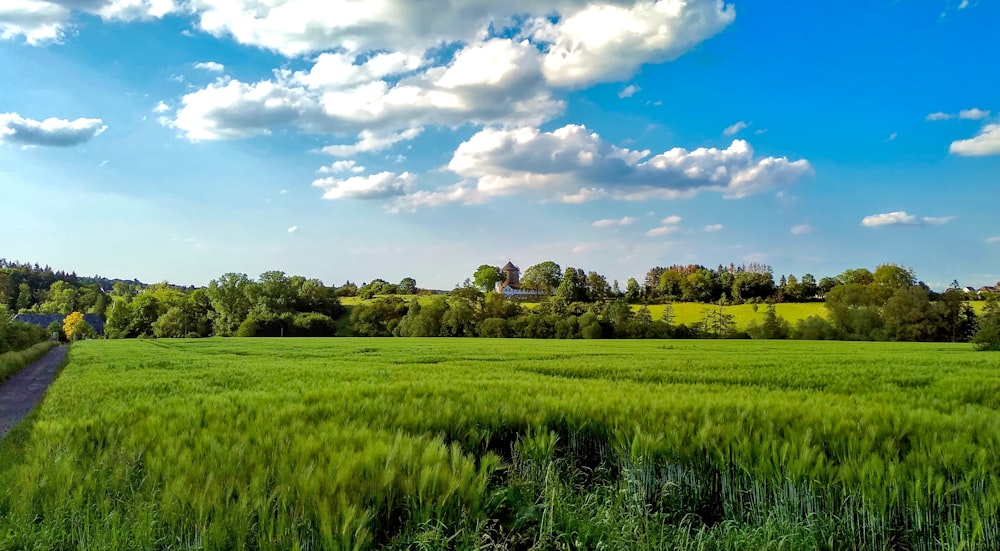 a large field of green grass with trees in the background