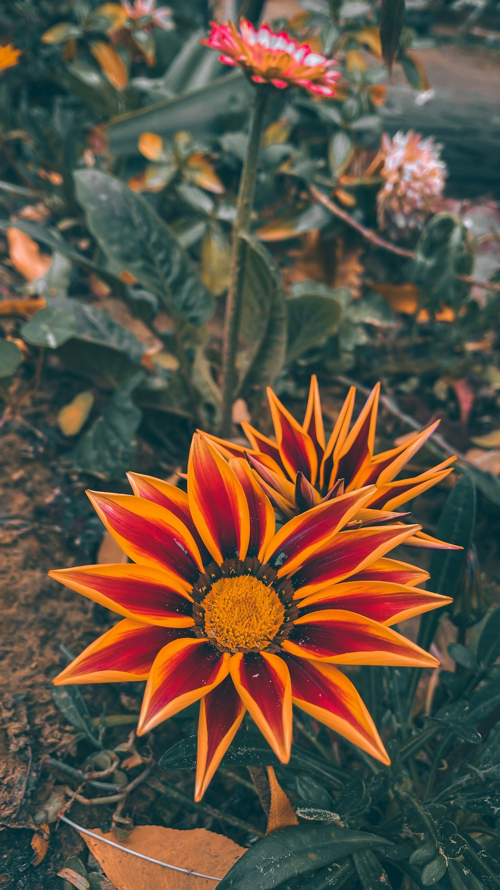 an orange and red flower in a garden