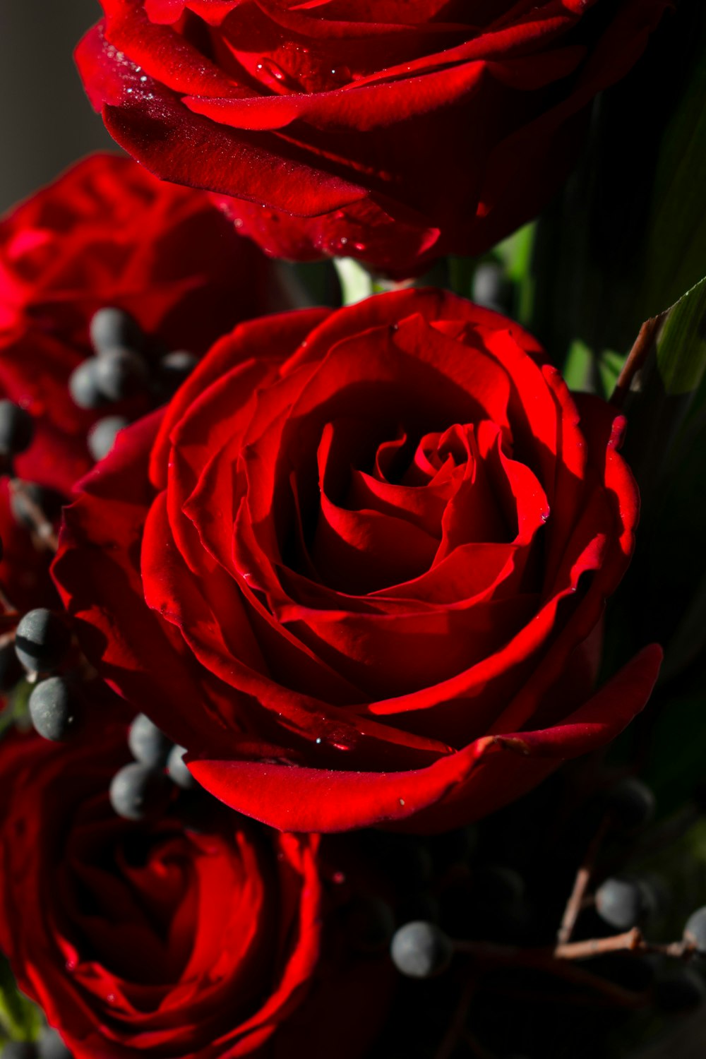 a close up of a bunch of red roses