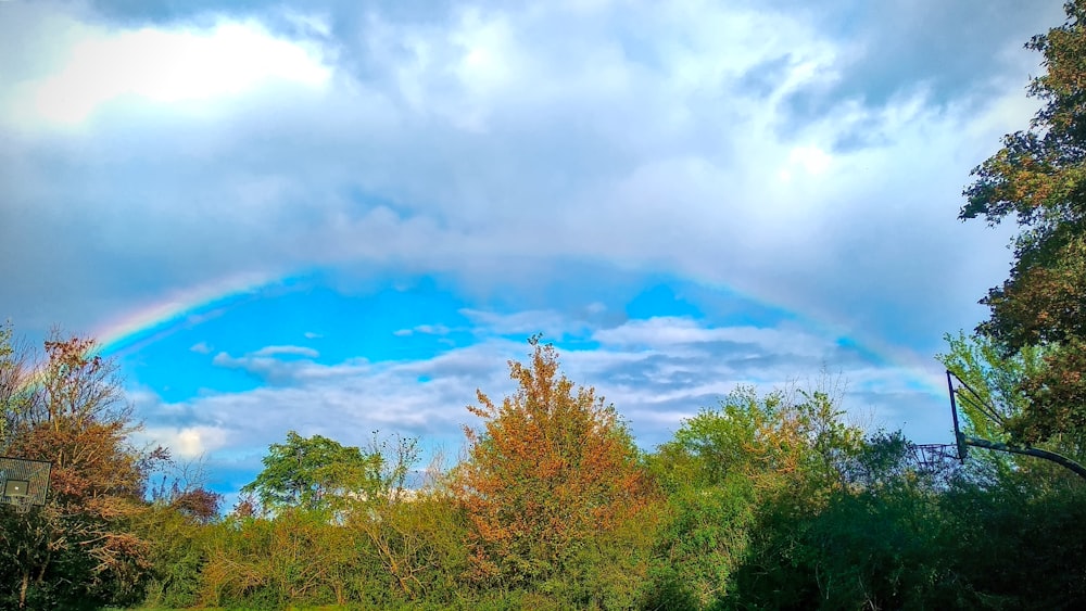 a rainbow in the sky over a forest