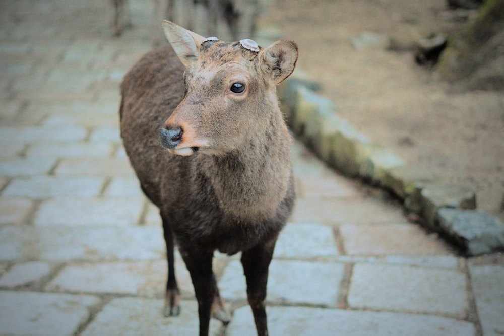 a close up of an animal