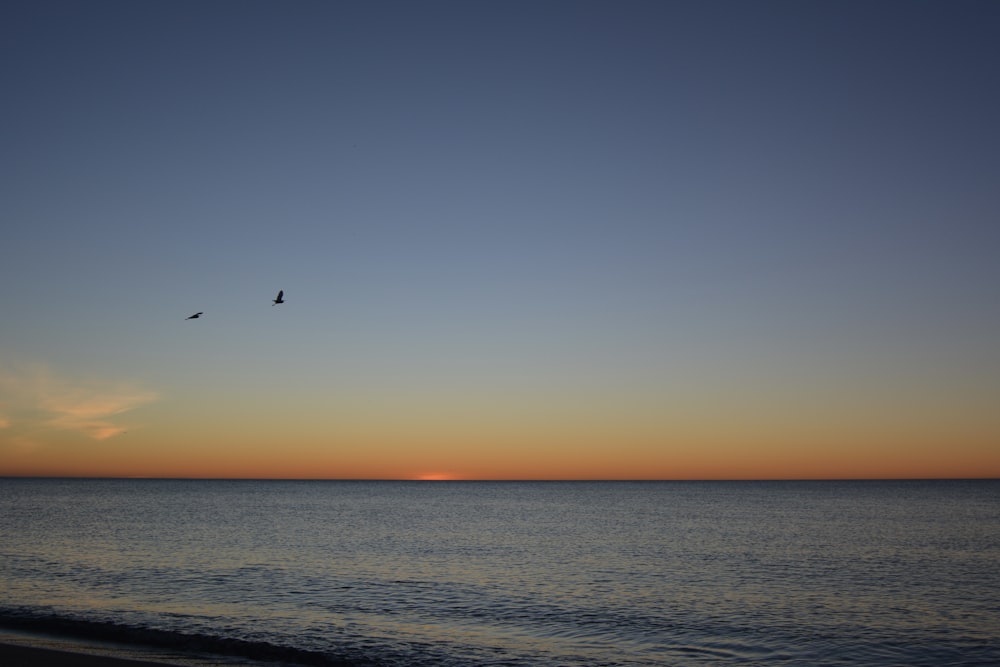 a couple of birds flying over a body of water