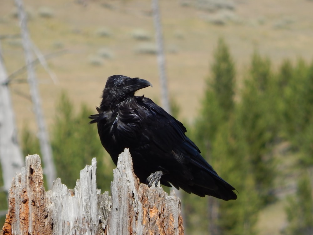 a black bird sitting on top of a wooden post