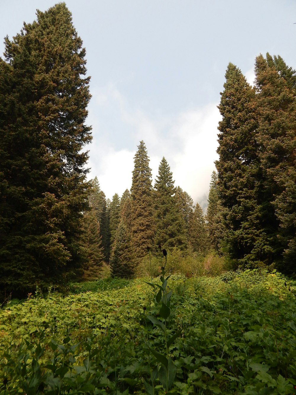 Ein üppiger grüner Wald mit vielen Bäumen