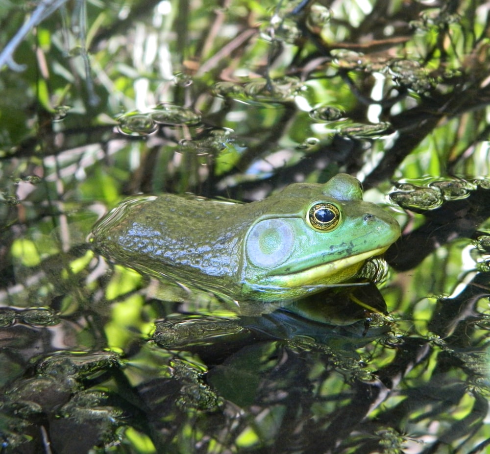 a green frog sitting on top of a tree branch