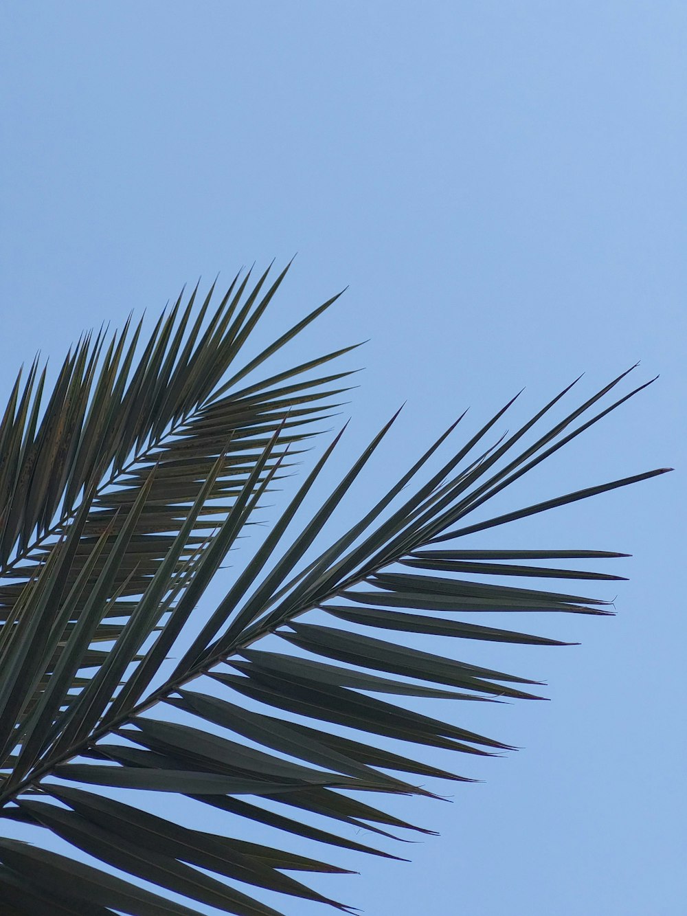 a bird sitting on top of a palm tree