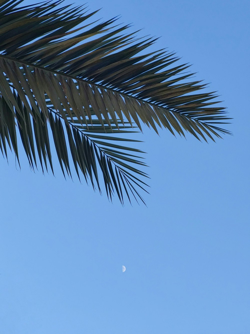 a palm tree branch with a half moon in the background