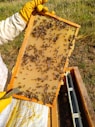 a beekeeper holding a frame full of bees