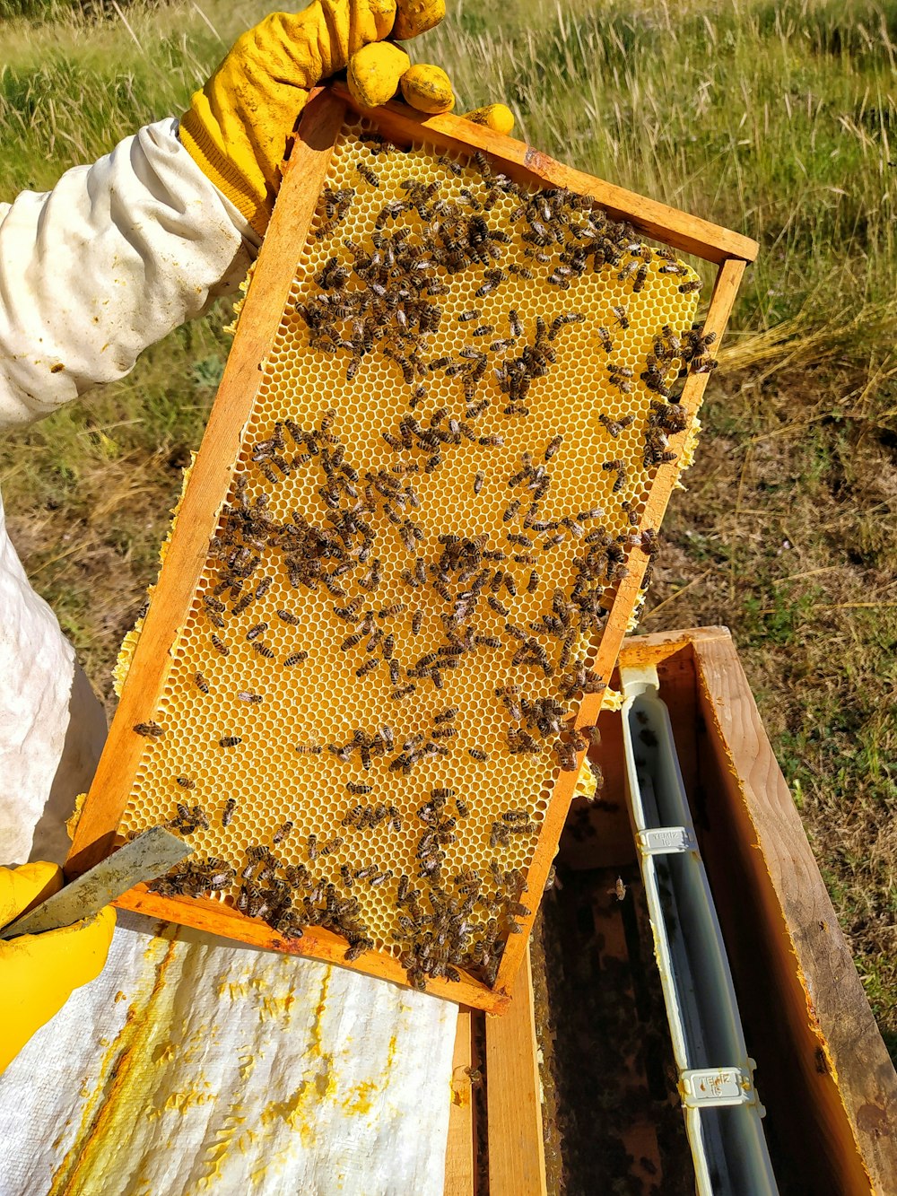 Un apiculteur tenant un cadre rempli d’abeilles