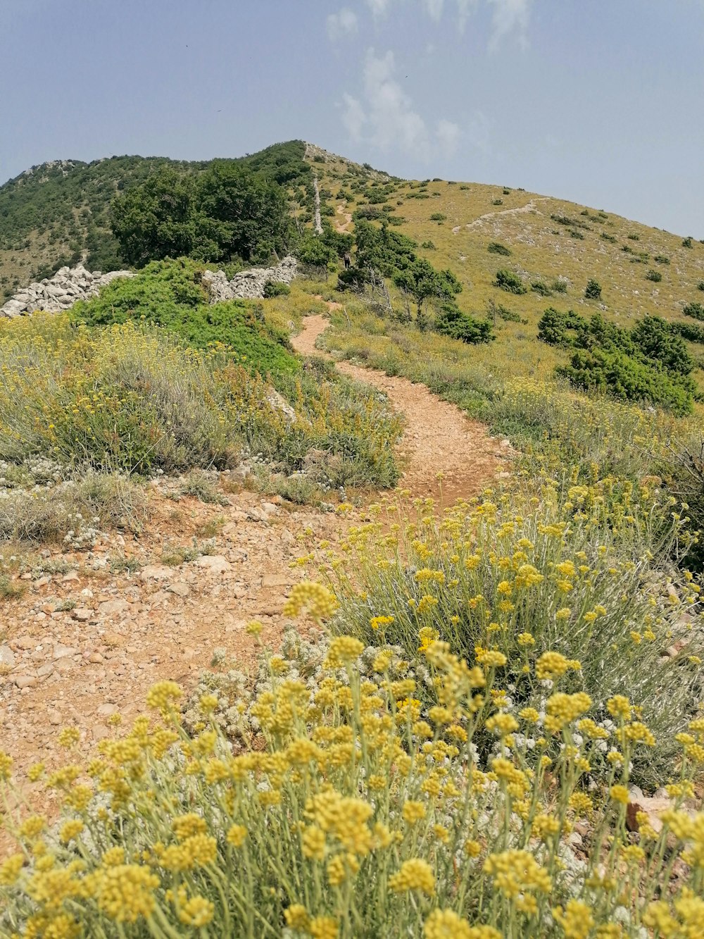 a dirt path on a hill with yellow flowers