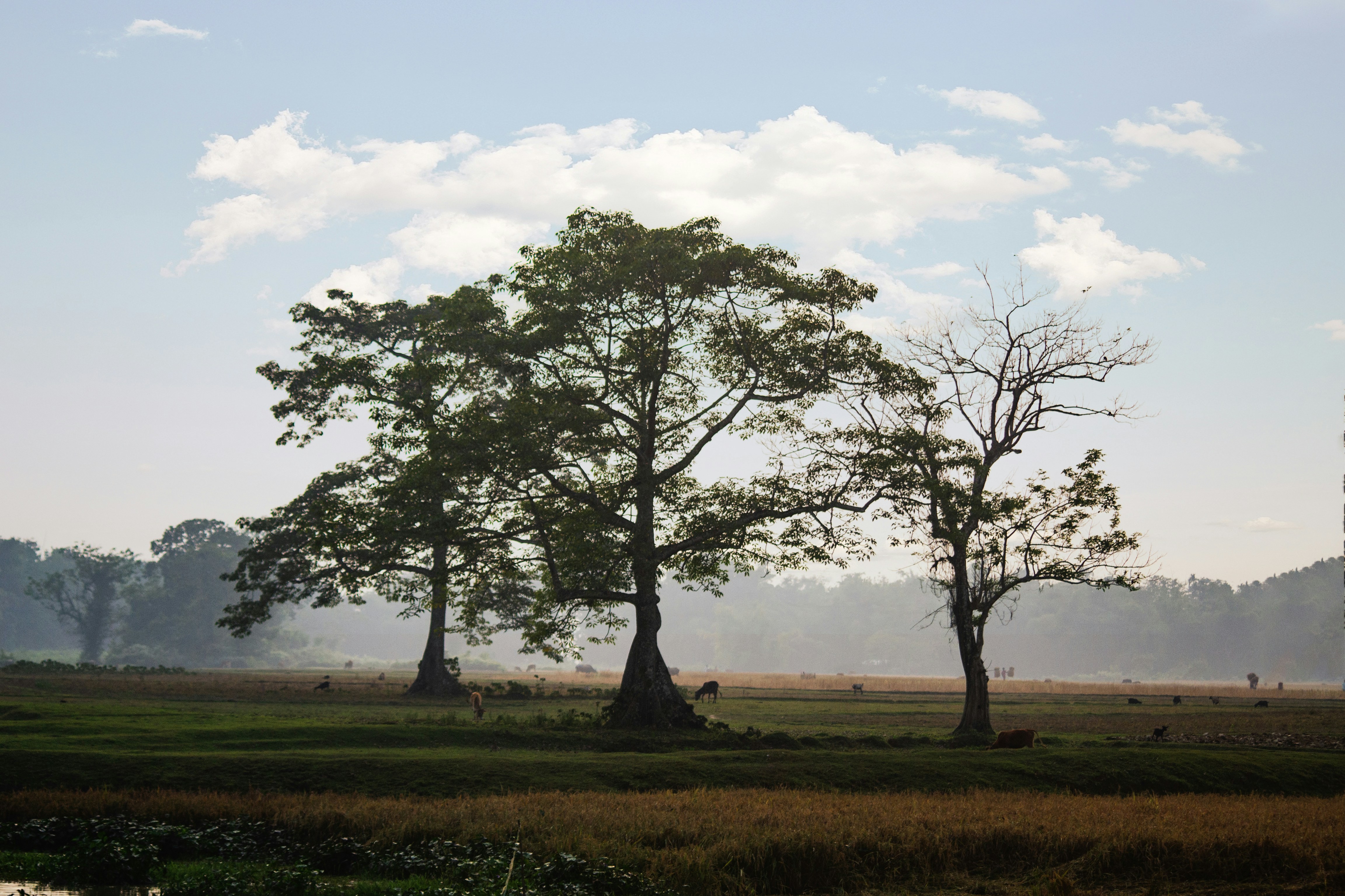 Photo by sudeep_roy