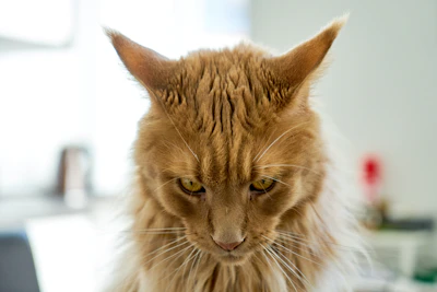 a close up of a cat with very long hair