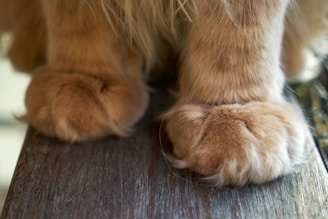 A close-up view of two fluffy, orange-colored cat paws placed on a wooden surface. The fur is dense and well-groomed, with a soft texture that is visible in the image. The wood underneath has a weathered look with visible grain and texture.