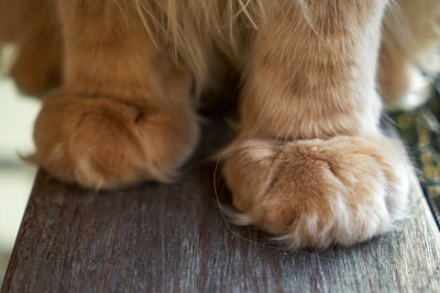a close up of a dog's paw on a wooden table