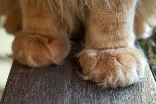 A close-up view of two fluffy, orange-colored cat paws placed on a wooden surface. The fur is dense and well-groomed, with a soft texture that is visible in the image. The wood underneath has a weathered look with visible grain and texture.