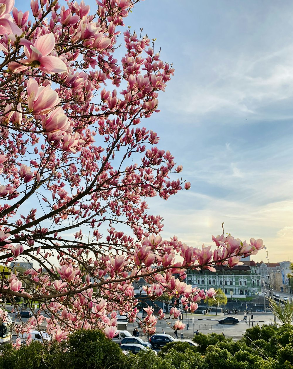 a tree with pink flowers in a parking lot