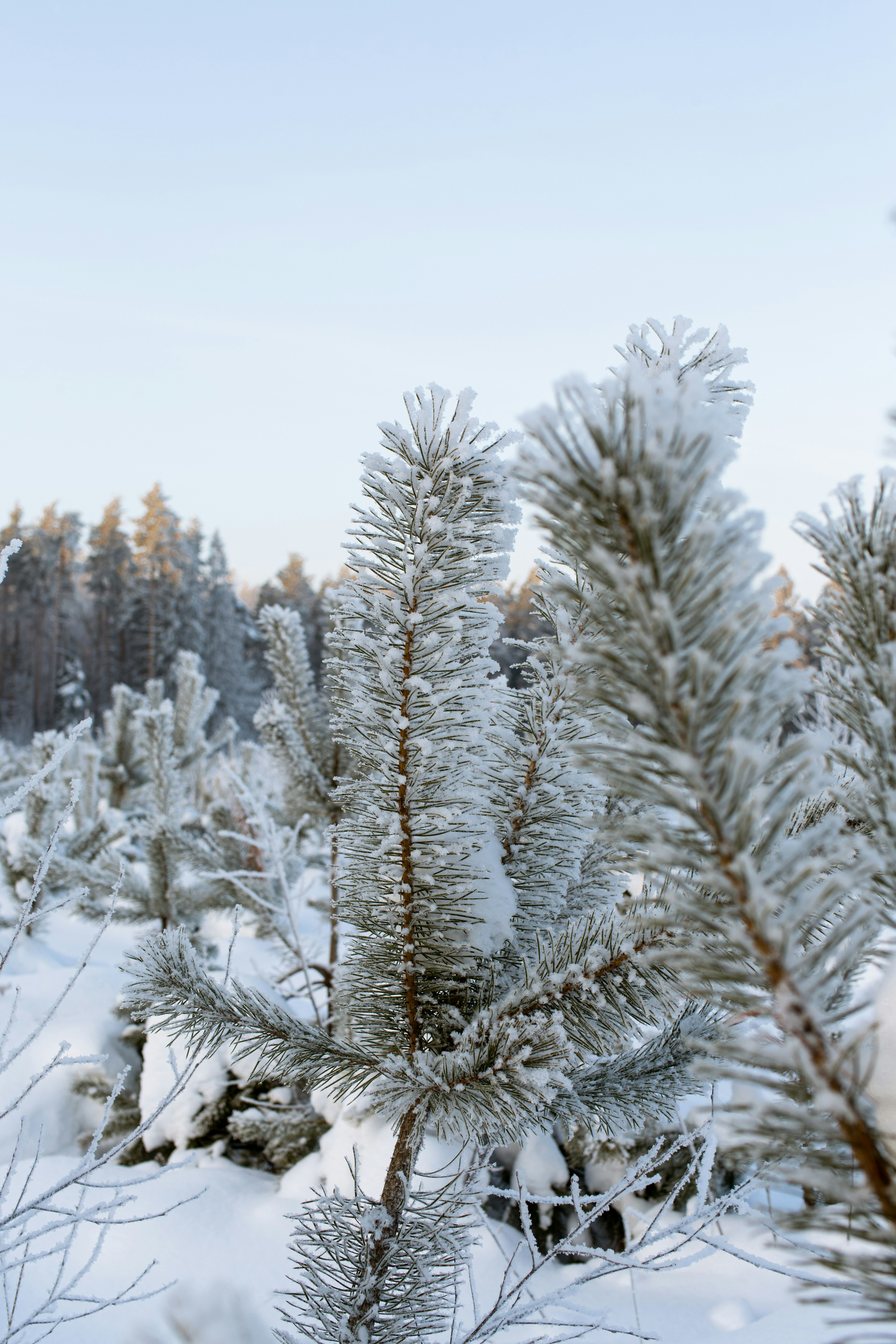 Photo by vovkapanda