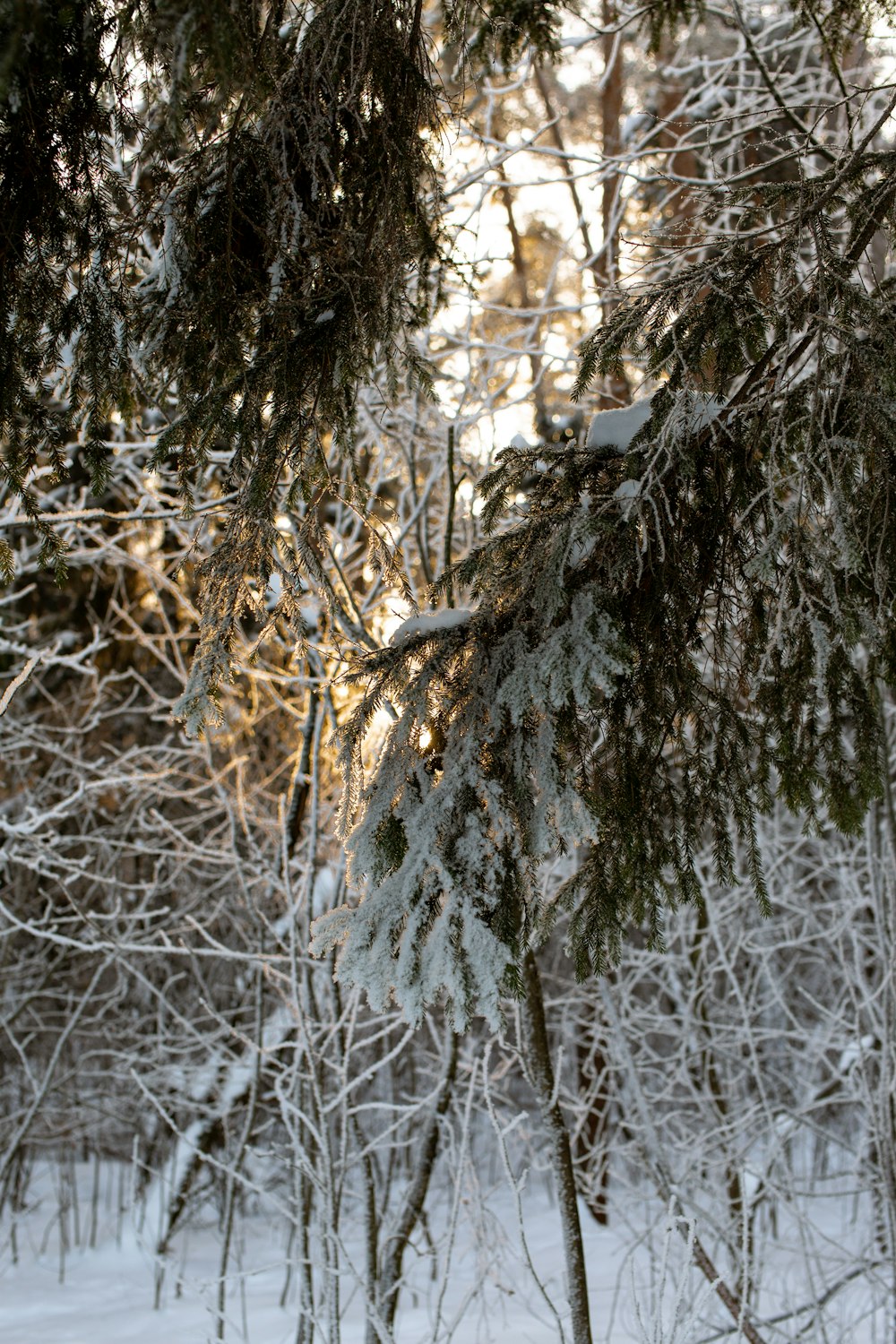 a snow covered forest filled with lots of trees