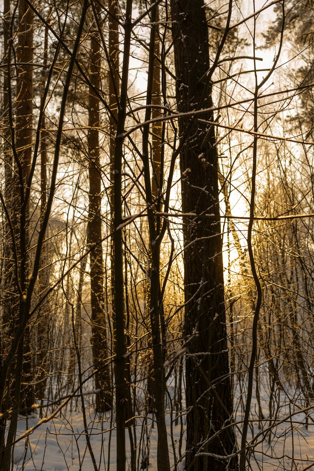 a bench sitting in the middle of a snowy forest