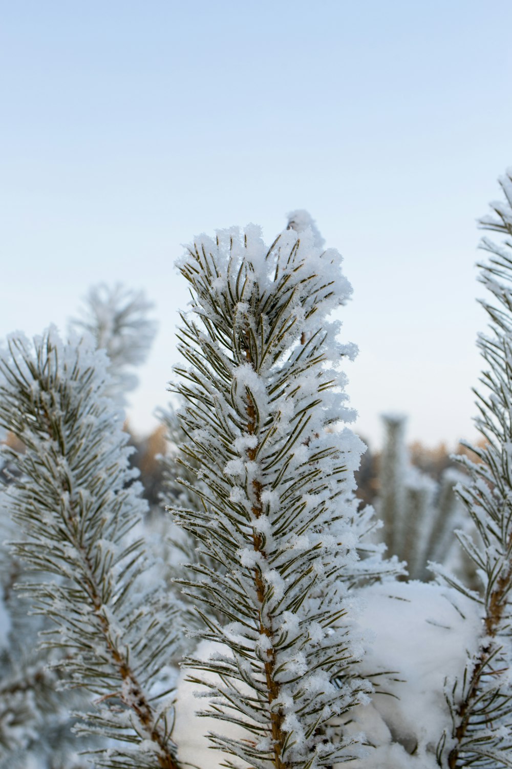 a close up of a pine tree covered in snow