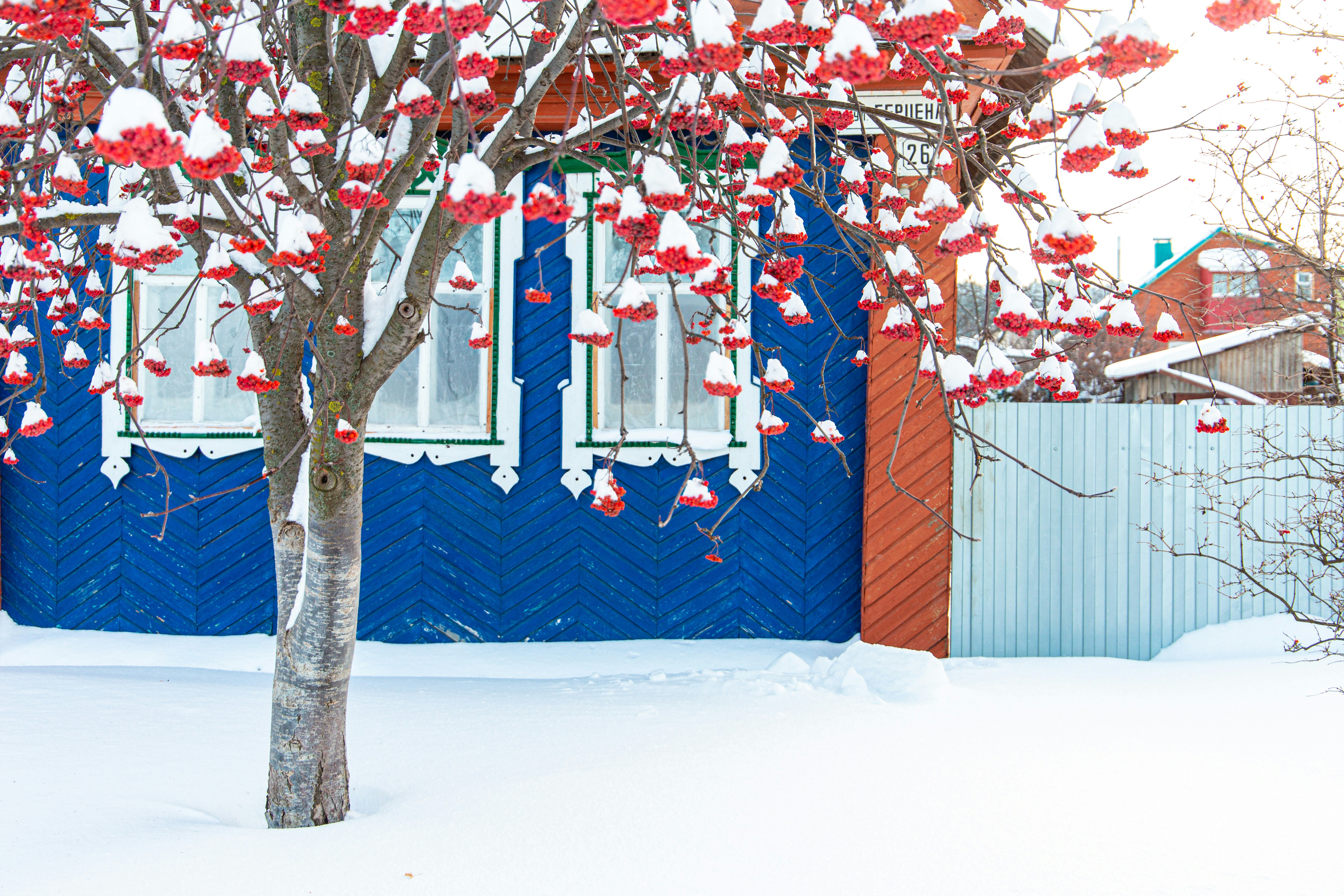 a tree with red and white ornaments on it