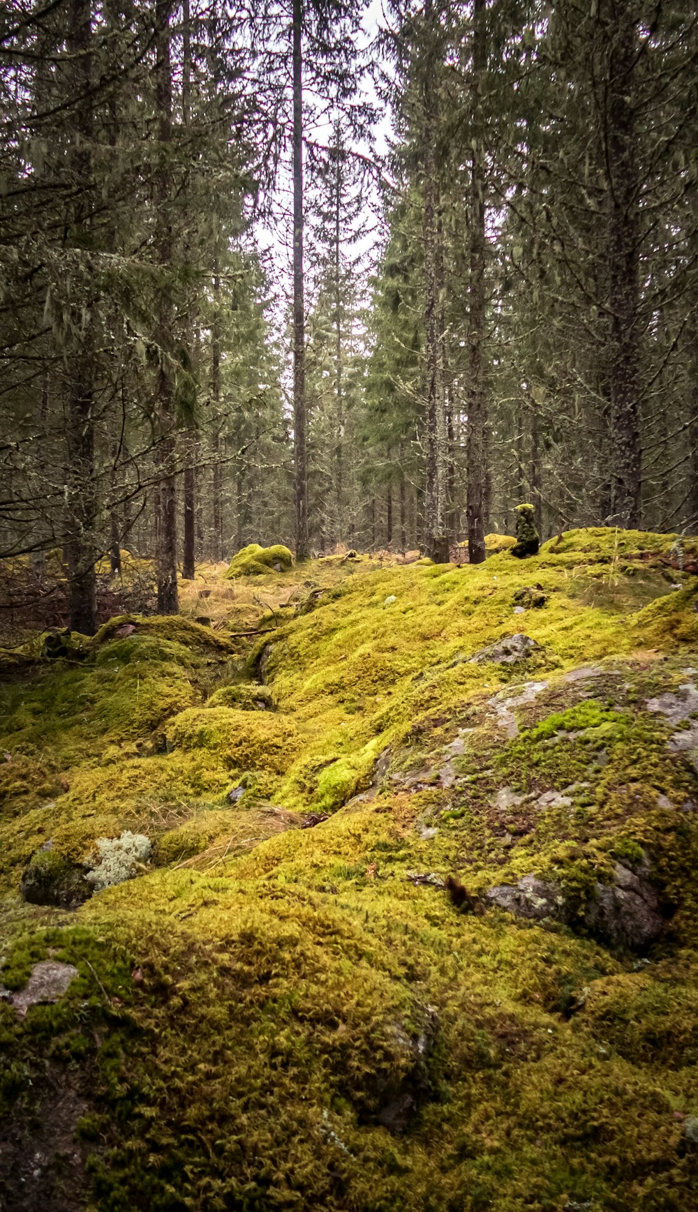 a moss covered hillside with trees in the background