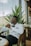 A man in a white blazer with gold buttons is seated in a wooden chair, wearing sunglasses and a wristwatch. He appears relaxed, resting his arms on the chair's armrests. The background includes a large green plant, glass windows, and indoor plants outside the window.
