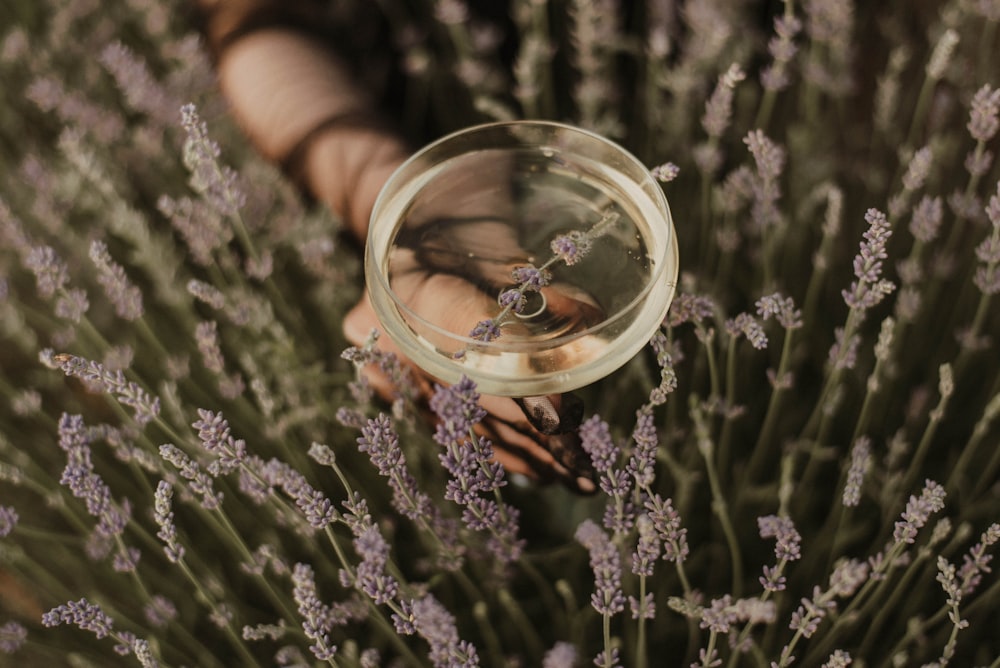 a person holding a magnifying glass over a field of lavender