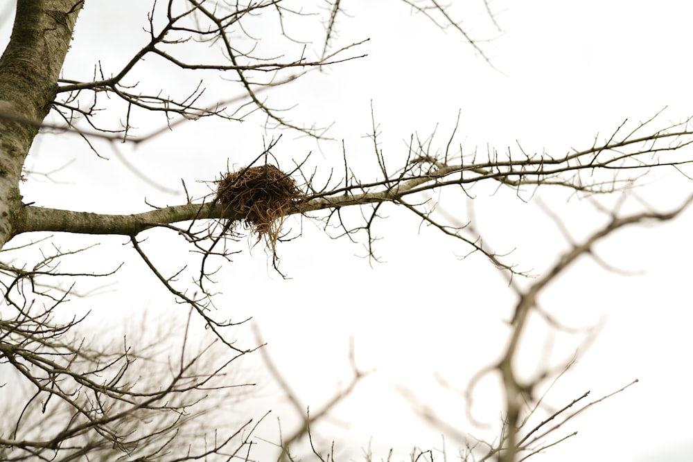 a bird is sitting in a tree with no leaves