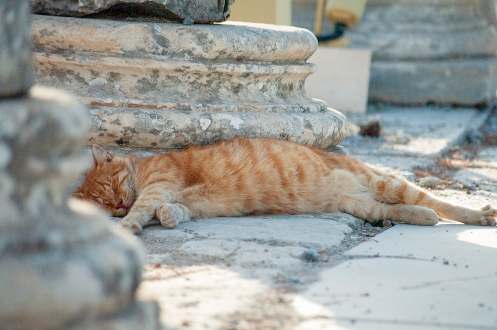 a cat laying on the ground next to a stone column