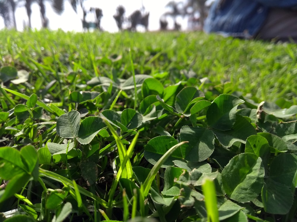 a close up of a field of green plants