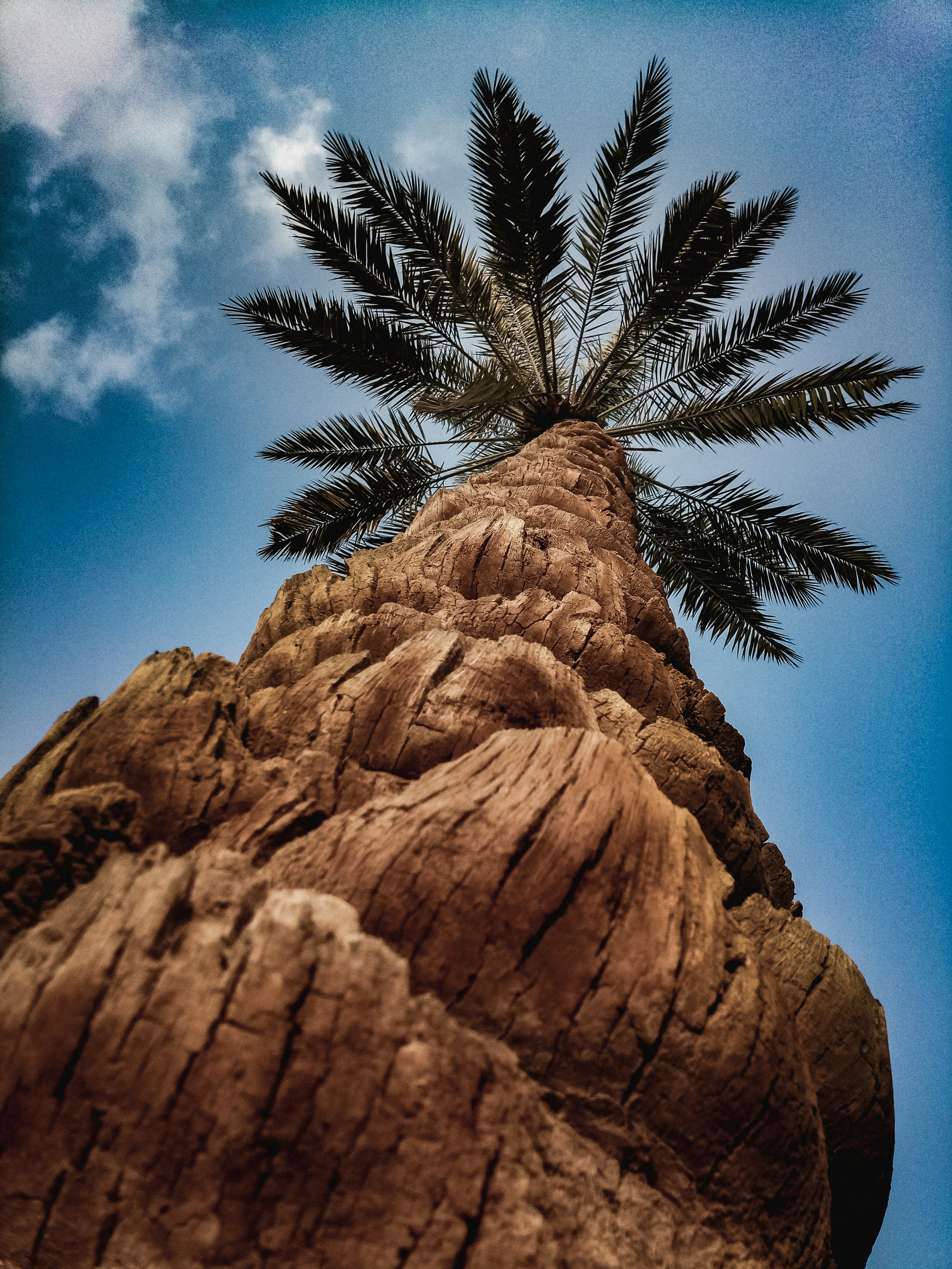 A palm tree on top of a rock formation photo – Free Plant Image on Unsplash