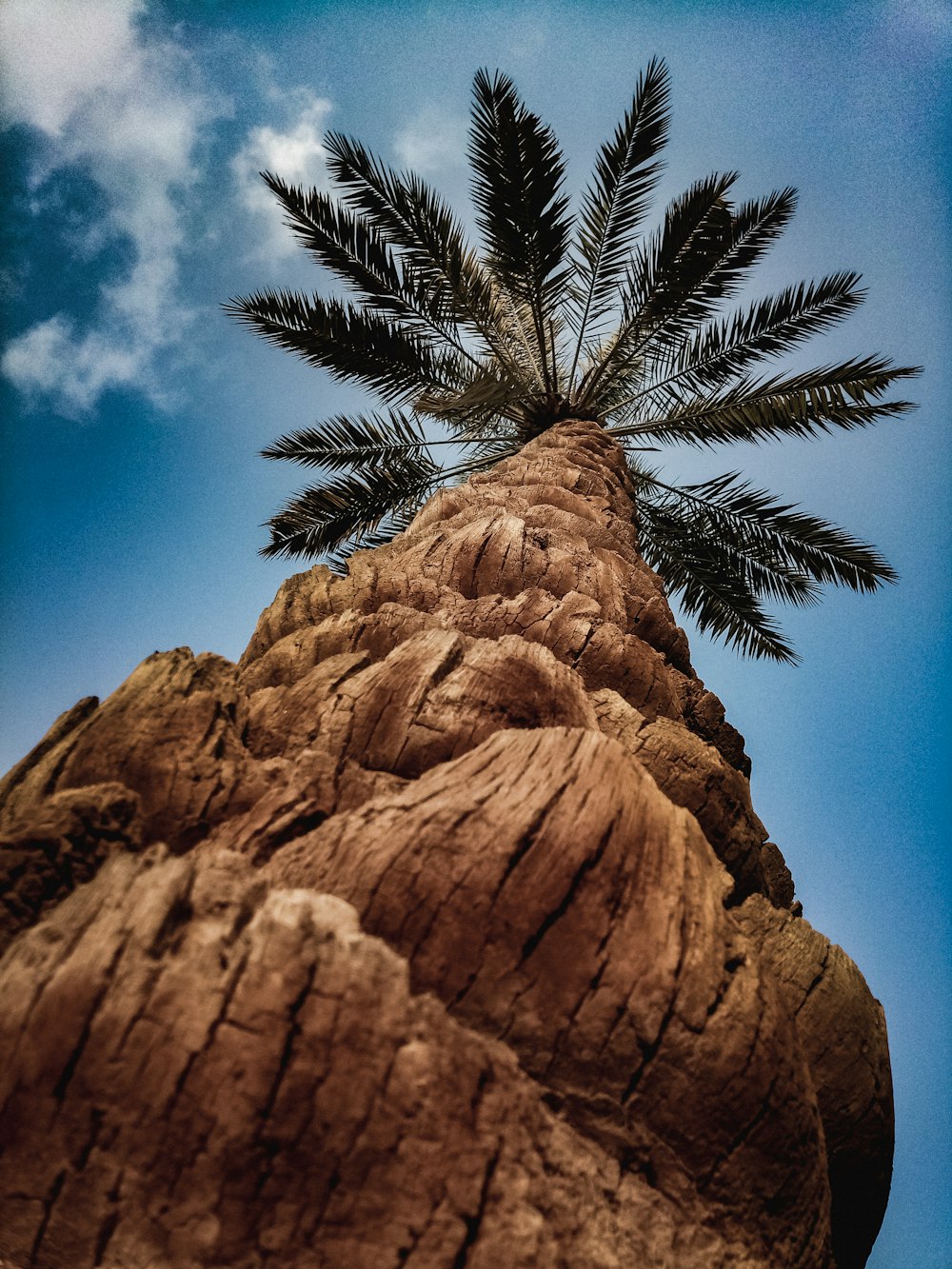 a palm tree on top of a rock formation
