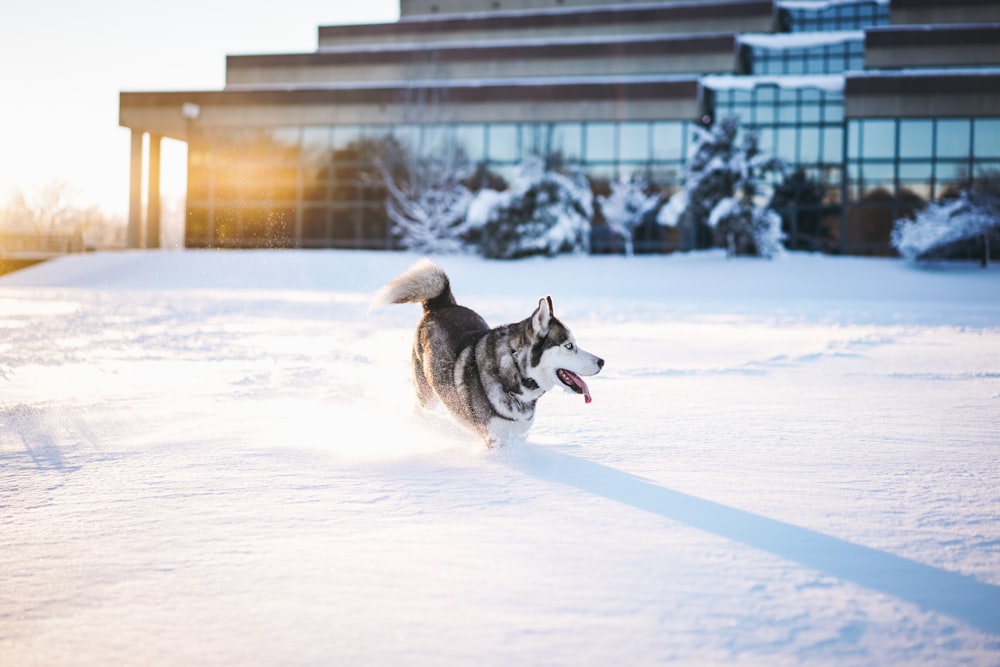 a husky dog running through the snow in front of a building