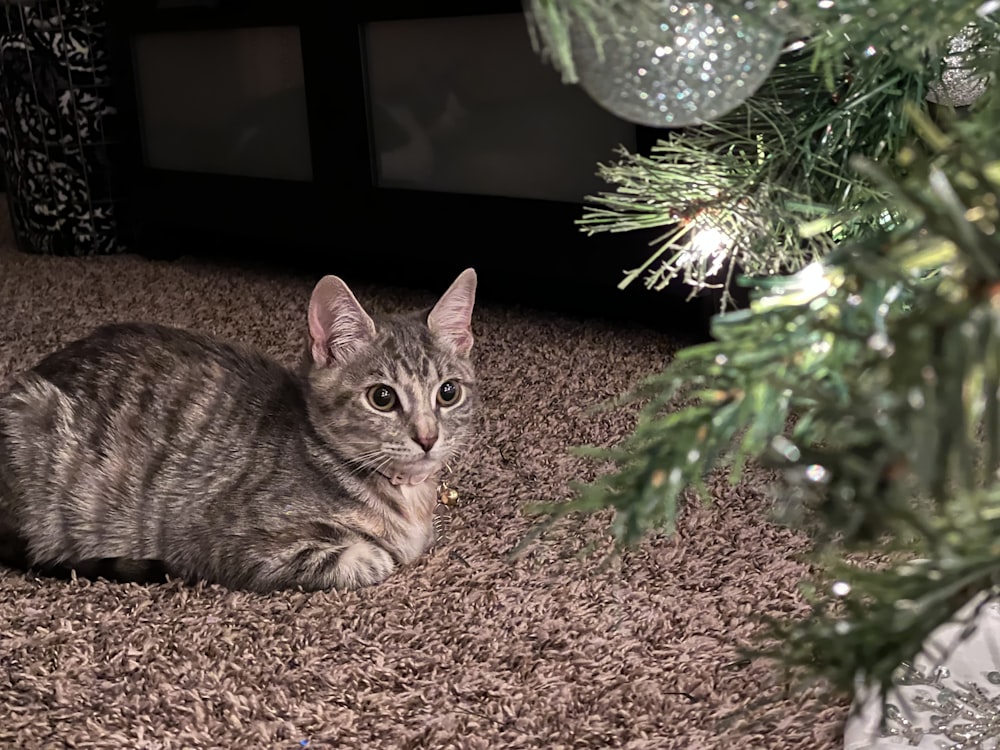 a cat laying on the floor next to a christmas tree