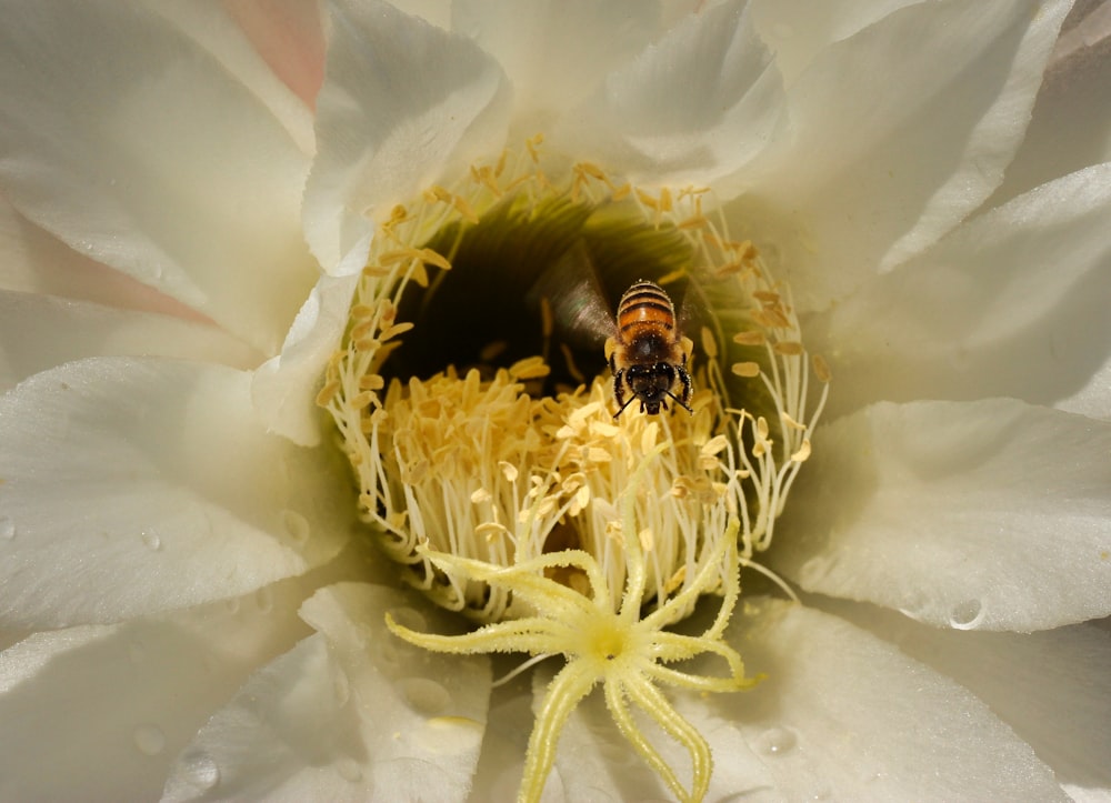 a white flower with a bee inside of it