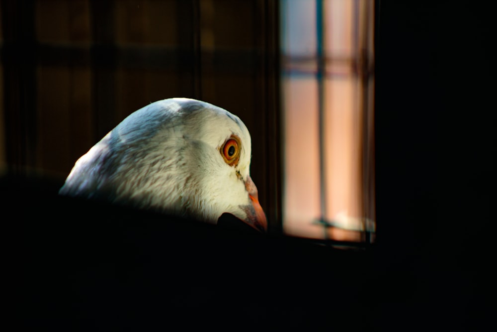 a close up of a bird in a dark room