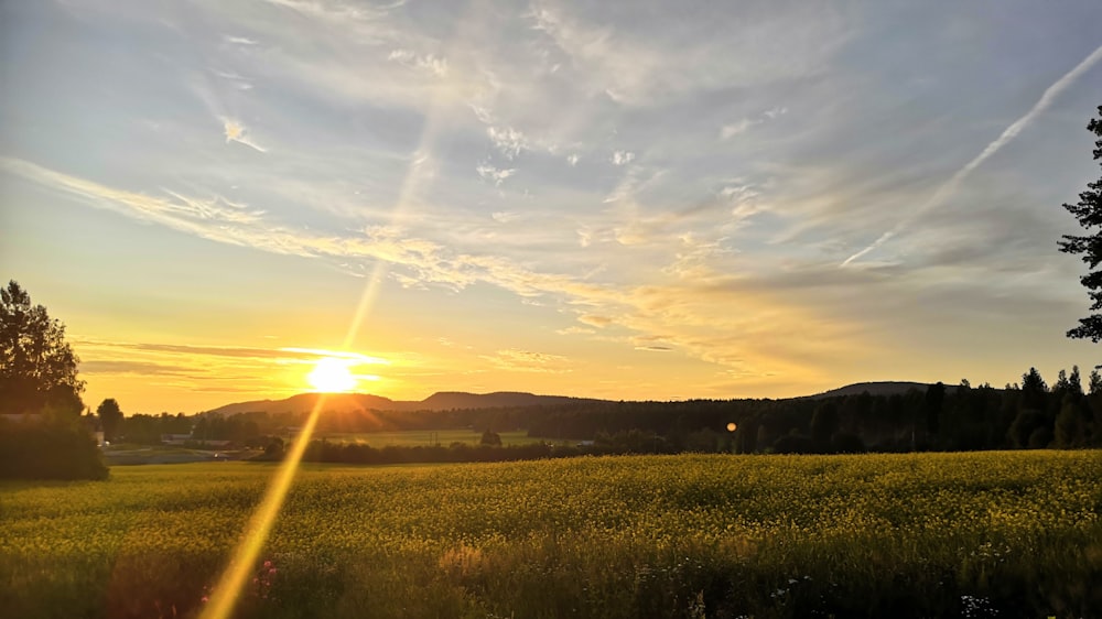 the sun is setting over a field of flowers