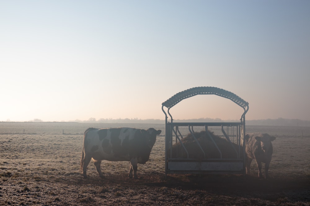 Un paio di mucche sono in piedi in un campo