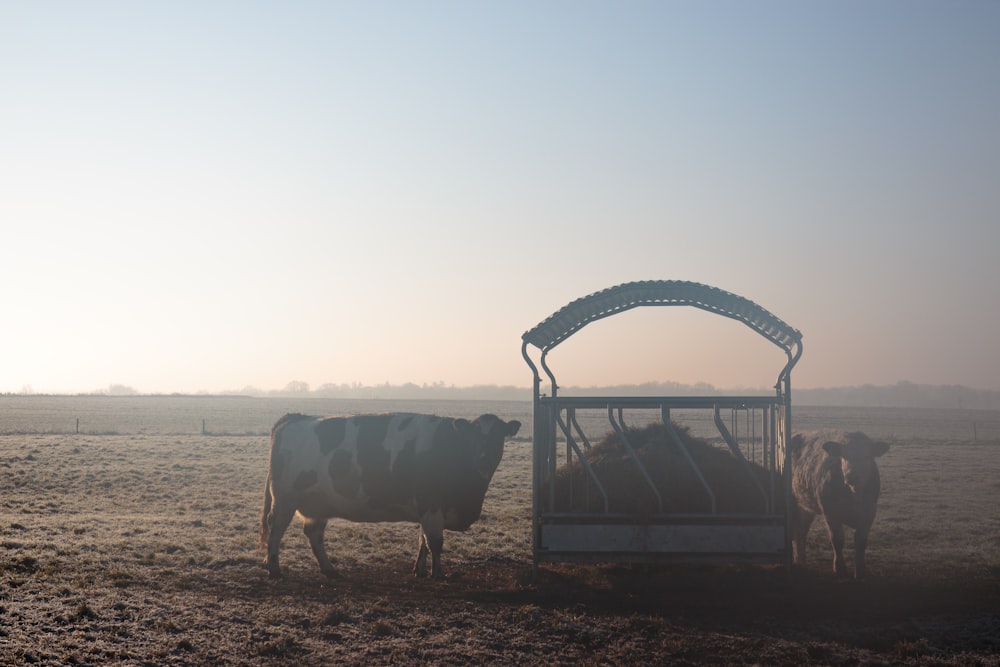 a couple of cows are standing in a field