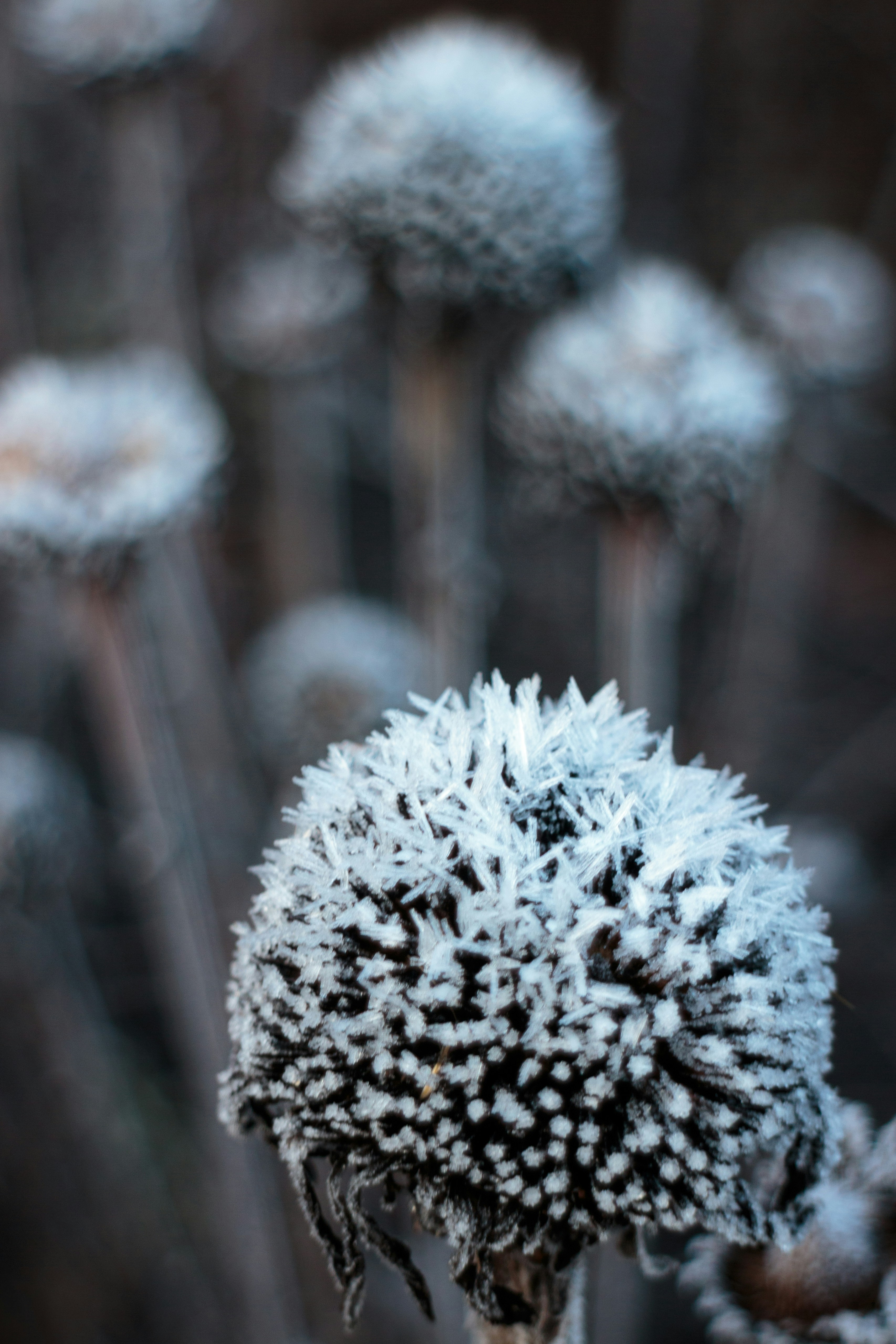 Photo by needfultosay