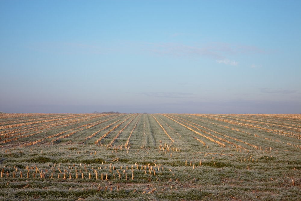 a large field of grass with a blue sky in the background