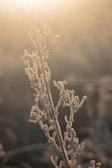 Close-up of ice bath with water droplets glistening under soft jungle light.