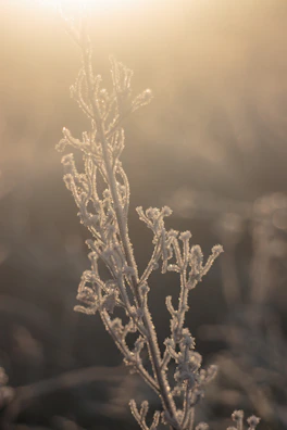 Close-up of ice bath with water droplets glistening under soft jungle light.