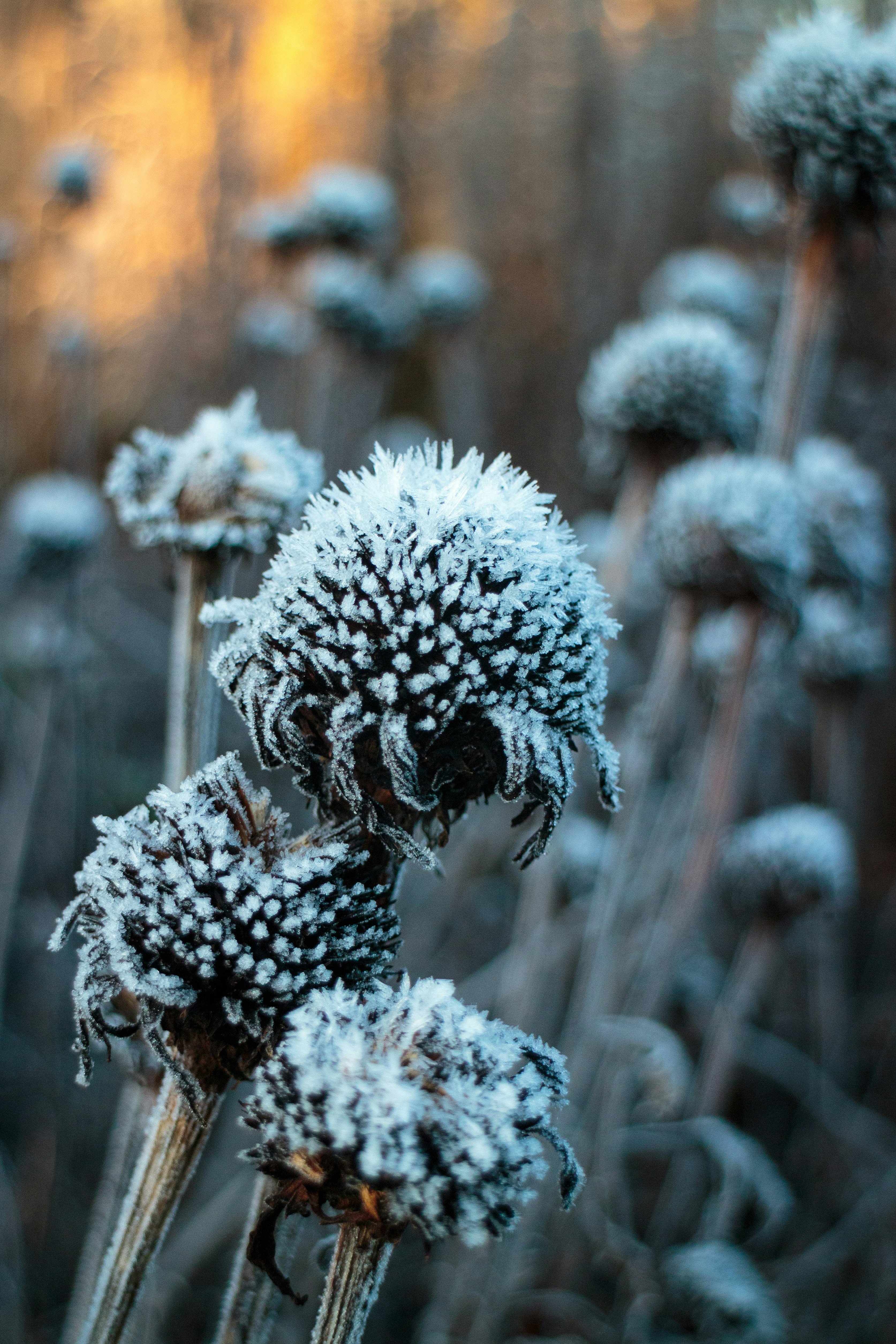 A close up of a bunch of flowers covered in snow photo Free Frost