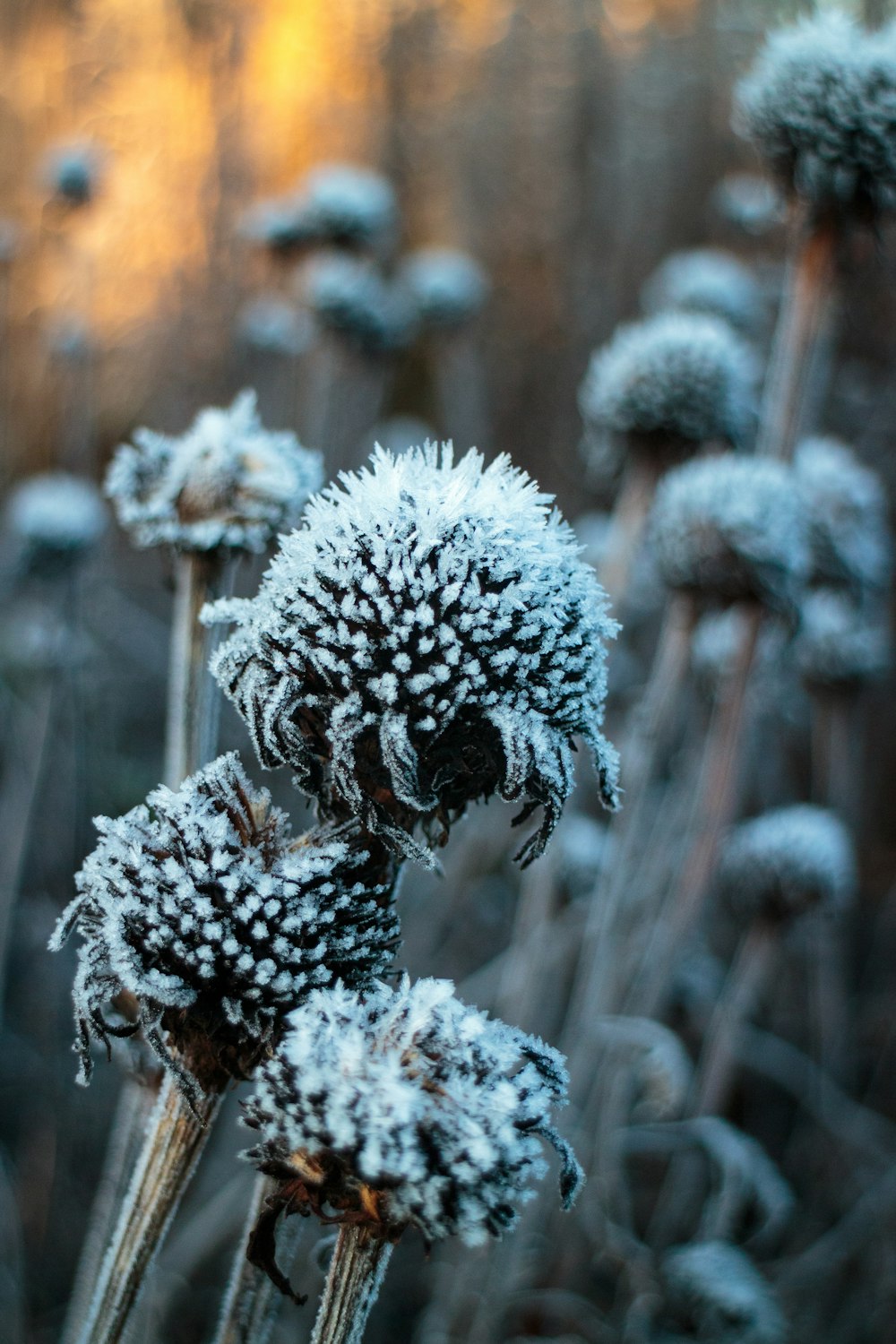 a close up of a bunch of flowers covered in snow