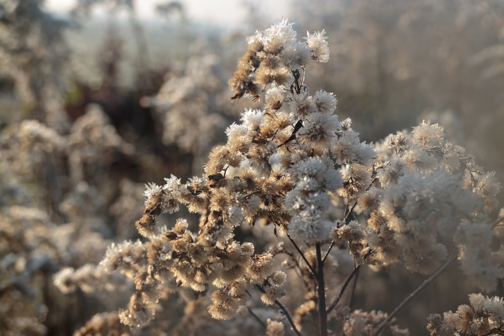 a close up of a plant with frost on it