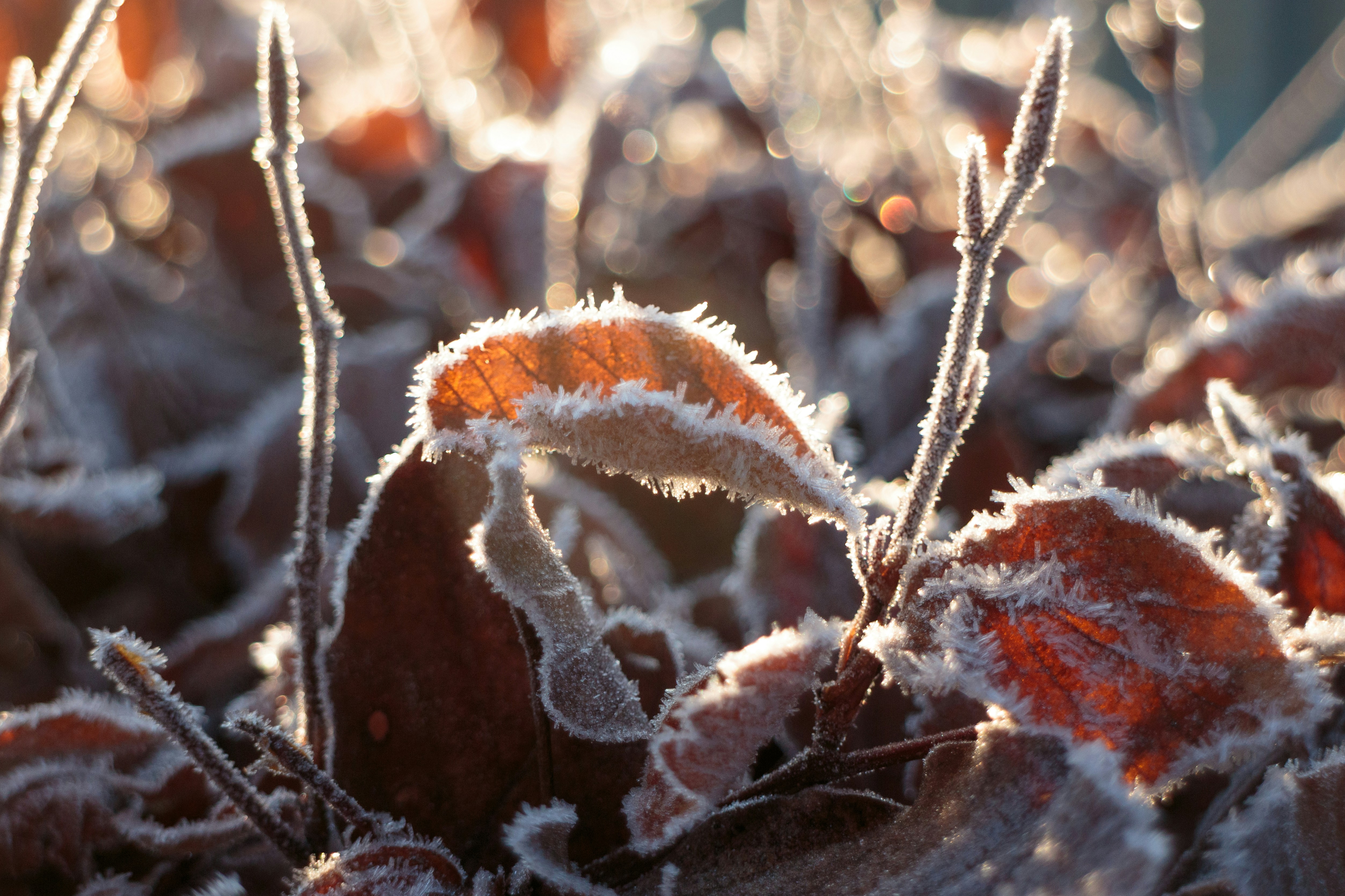 Photo by needfultosay