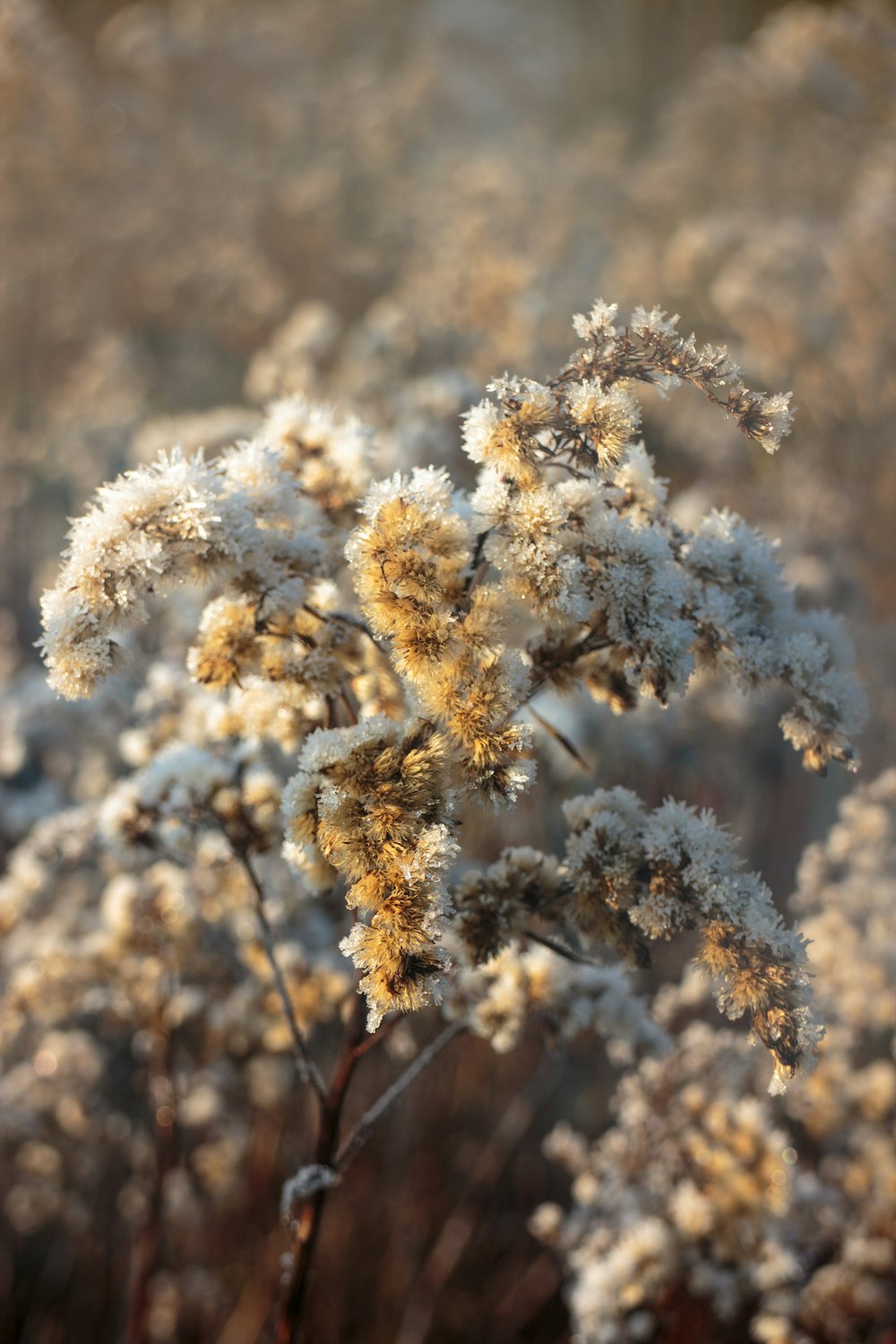 a close up of a bunch of flowers in a field