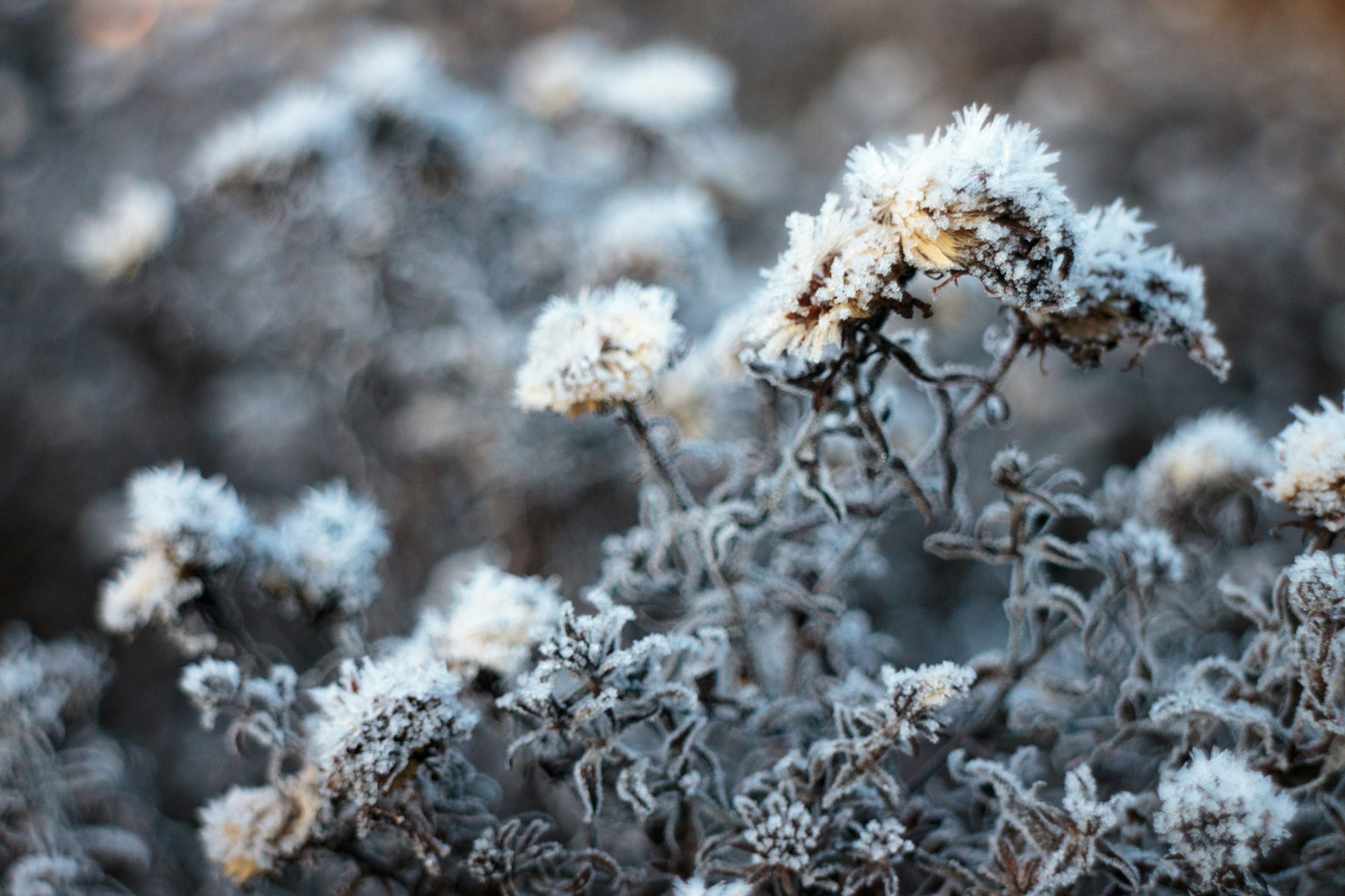 Photo by needfultosay